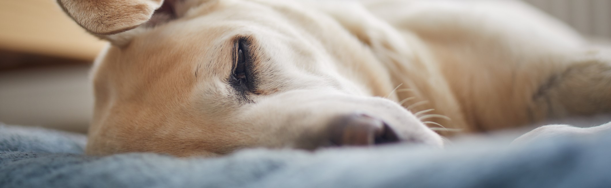 My owner loves me. Ahhhhh! Memoy Foam